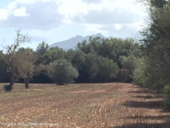 Finca rústica en Felantix. - BALEARES