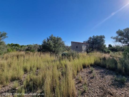  Terreno rústico de más de 10.000 m2 con caseta - TARRAGONA 