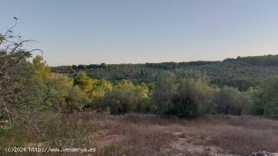 Finca Rústica en el Perello con muchas posibilidades - TARRAGONA