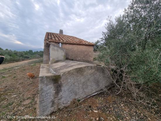 Económica Finca, con antigua caseta de campo de 25 M2 en El Perello - TARRAGONA