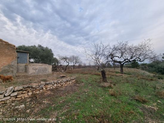 Económica Finca, con antigua caseta de campo de 25 M2 en El Perello - TARRAGONA