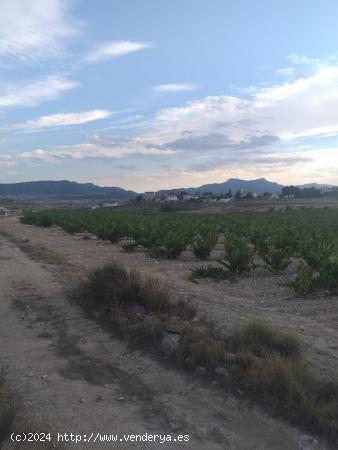 SE VENDE PARCELA EN JUMILLA - MURCIA