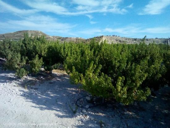 SE VENDE PARCELA EN MOLINA DE SEGURA - MURCIA