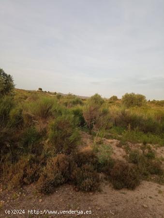 SE VENDE PARCELA EN MOLINA DE SEGURA - MURCIA