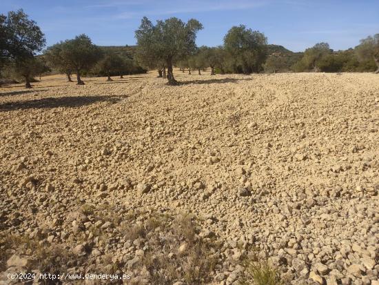 PARCELA RUSTICA DE 15.000M2 CERCA DEL CASCO URBANO - ALBACETE