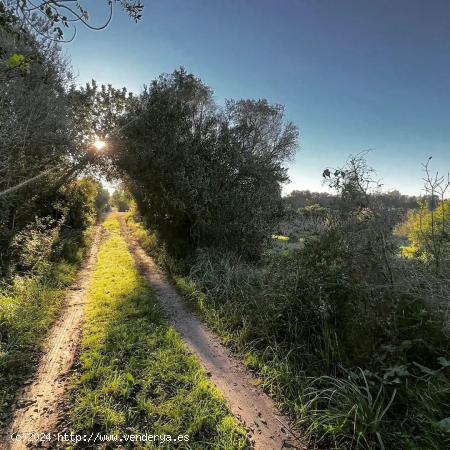 Finca con 50.000 de terreno con casa de campo en Manacor - BALEARES