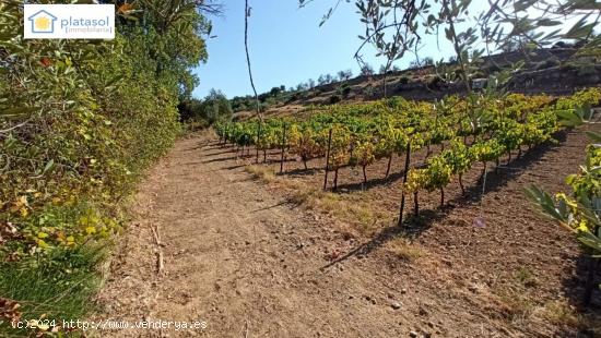 Finca rústica a la venta en Gerena zona camino piedra caballera - SEVILLA