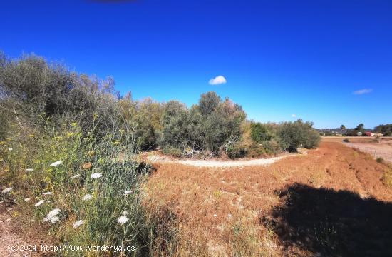 Finca rustica con casa de aperos - BALEARES