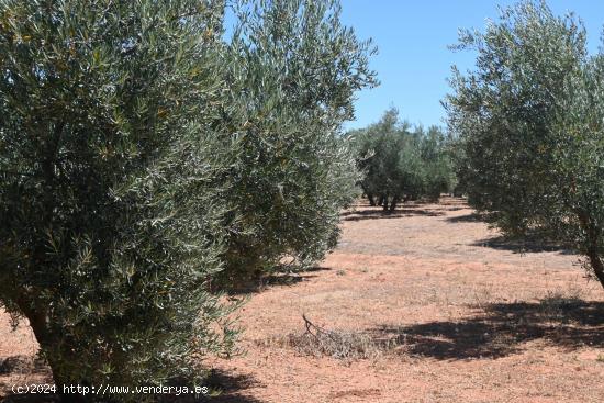 ALGO MÁS QUE UNA FINCA OLIVOS DE REGADIO - GRANADA