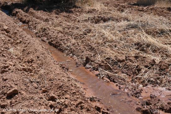 ALGO MÁS QUE UNA FINCA OLIVOS DE REGADIO - GRANADA