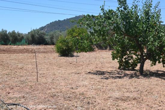 ALGO MÁS QUE UNA FINCA OLIVOS DE REGADIO - GRANADA