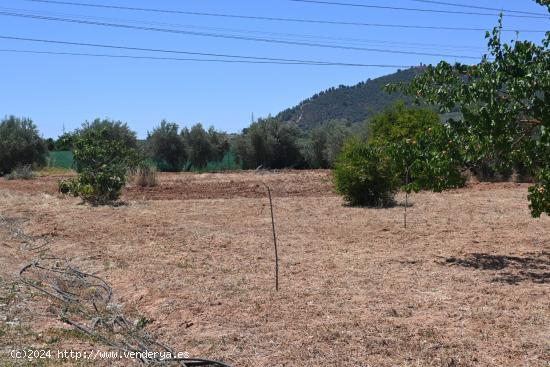 ALGO MÁS QUE UNA FINCA OLIVOS DE REGADIO - GRANADA