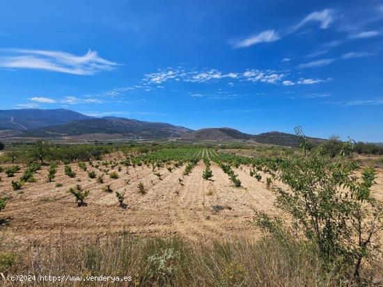 FINCA EN LLANO DE LAUJAR DE ANDARAX - ALMERIA