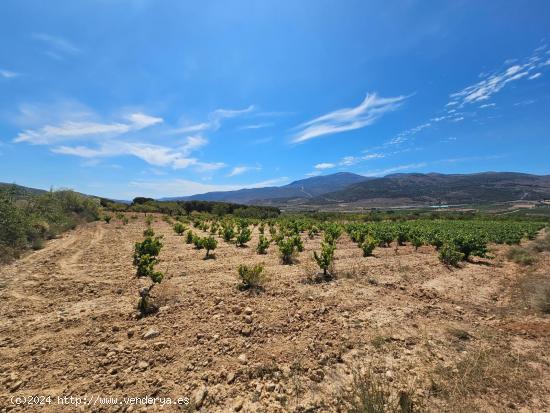 FINCA EN LLANO DE LAUJAR DE ANDARAX - ALMERIA