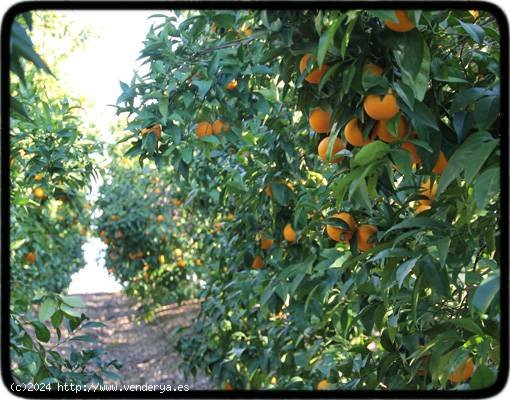 CAMPO DE 24 HANEGADAS DE  NARANJAS NAVELINAS