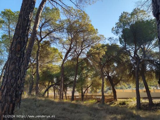 Terreno - ALBACETE