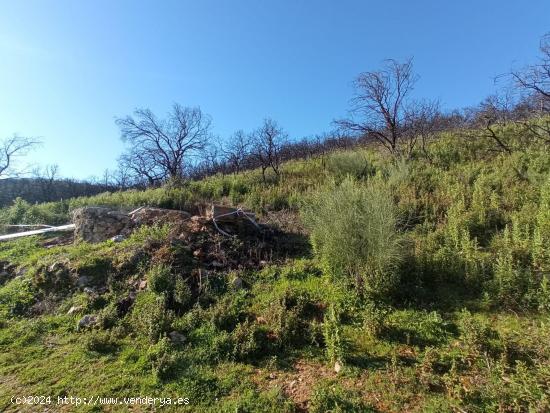  PARCELA DE SIETE HECTAREAS EN VILLAHARTA  ( CORDOBA ) - CORDOBA 