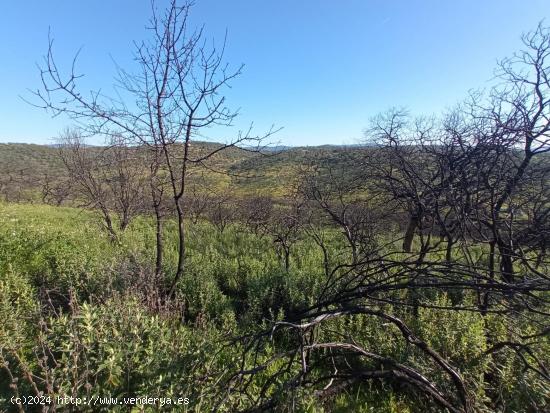 PARCELA DE SIETE HECTAREAS EN VILLAHARTA  ( CORDOBA ) - CORDOBA