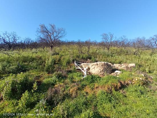 PARCELA DE SIETE HECTAREAS EN VILLAHARTA  ( CORDOBA ) - CORDOBA