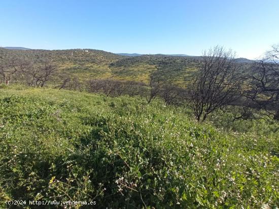 PARCELA DE SIETE HECTAREAS EN VILLAHARTA  ( CORDOBA ) - CORDOBA