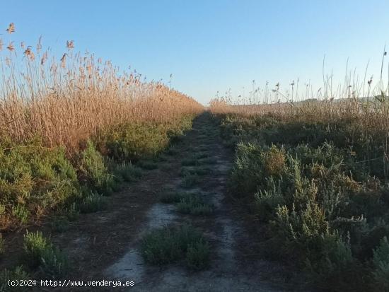 Finca Rustica en Ptda. el Molar San Fulgencio - ALICANTE