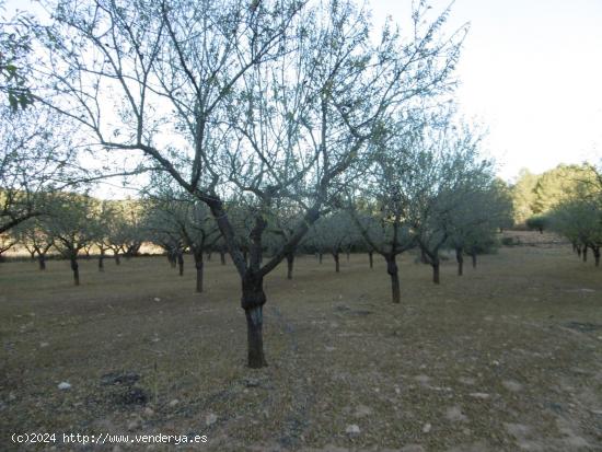 FINCA RUSTICA DE MAS DE UNA HECTAREA ZONA MAS DEL REGALL - CASTELLON