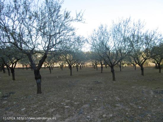 FINCA RUSTICA DE MAS DE UNA HECTAREA ZONA MAS DEL REGALL - CASTELLON