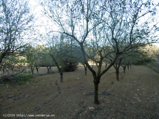 FINCA RUSTICA DE MAS DE UNA HECTAREA ZONA MAS DEL REGALL - CASTELLON