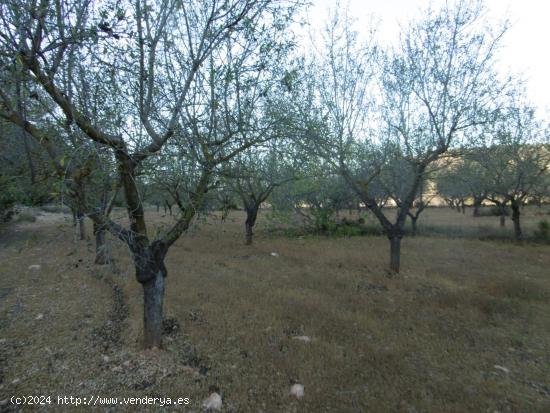 FINCA RUSTICA DE MAS DE UNA HECTAREA ZONA MAS DEL REGALL - CASTELLON