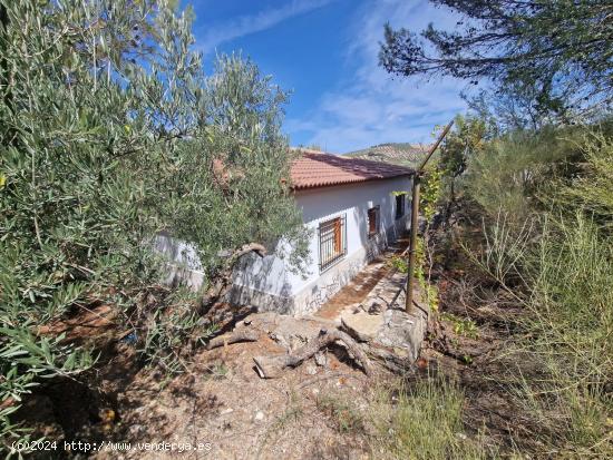 Finca con cortijo y olivos - GRANADA