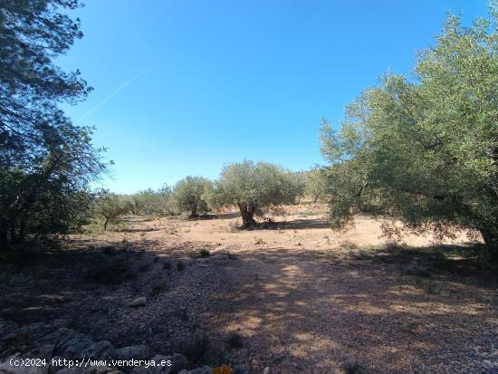 Finca rústica con permiso de obra, vistas al mar y a la montaña - TARRAGONA