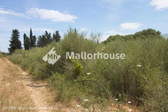 Se Vende en Muro - BALEARES