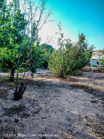 Terreno de media hectárea edificable para inversión - TARRAGONA