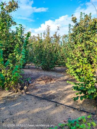 Terreno de media hectárea edificable para inversión - TARRAGONA