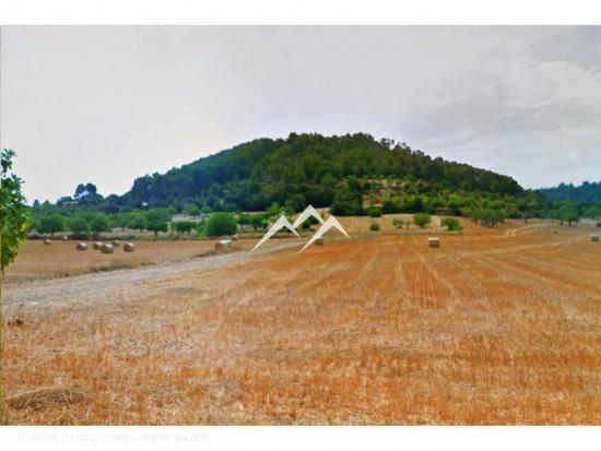 Terreno edificable de 14.862 m2 en Sineu - BALEARES