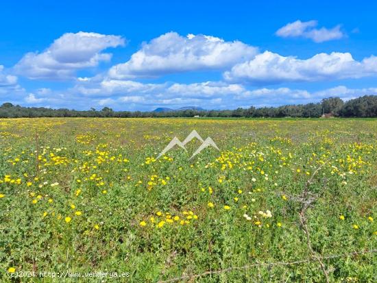 Terreno con proyecto vivienda unifamiliar cerca de Ses Covetes y Es Trenc - BALEARES