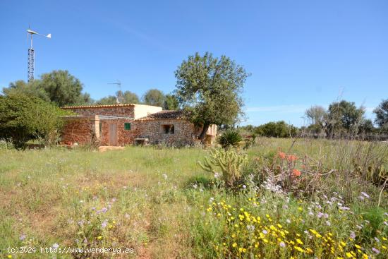 Se vende finca rústica en Inca - BALEARES