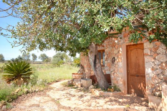 Se vende finca rústica en Inca - BALEARES