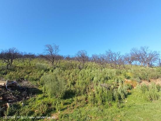 PARCELA DE SIETE HECTAREAS EN VILLAHARTA - CORDOBA