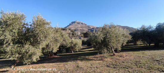 Venta finca de olivos - GRANADA