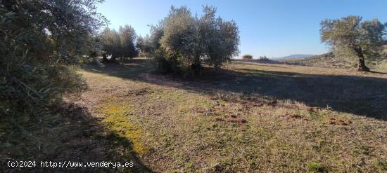 Venta finca de olivos - GRANADA