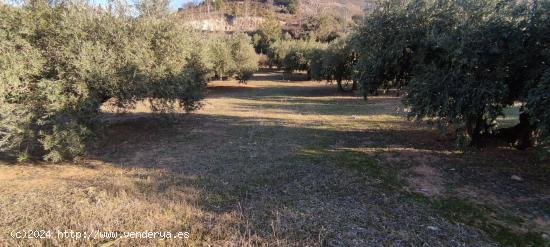 Venta finca de olivos - GRANADA