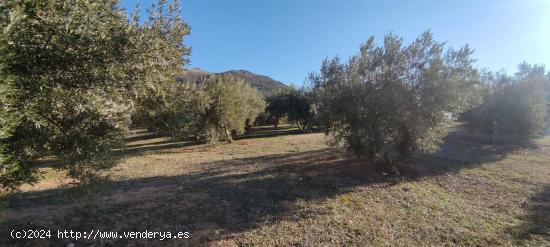 Venta finca de olivos - GRANADA