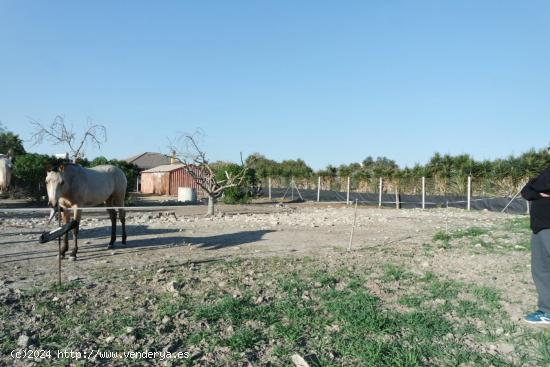 FINCA RÚSTICA EN LA JARA - CADIZ