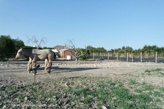 FINCA RÚSTICA EN LA JARA - CADIZ