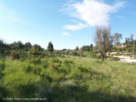 Terreno rústico de unos 8000 m2 en la Fuente de la Virgen . Buñol-Alborache - VALENCIA