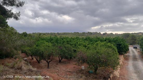 FINCA RUSTICA EN LA NUCIA , 5.000 M CON AGUA DE RIEGO , NARANJOS EN PRODUCCION - ALICANTE