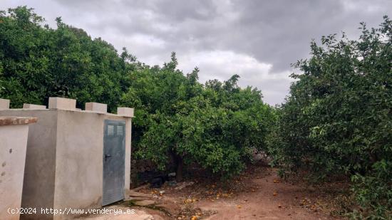 FINCA RUSTICA EN LA NUCIA , 5.000 M CON AGUA DE RIEGO , NARANJOS EN PRODUCCION - ALICANTE