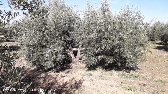  VENTA DE FINCA EN VICUÑA - GRANADA 