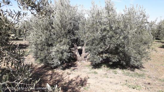 VENTA DE FINCA EN VICUÑA - GRANADA